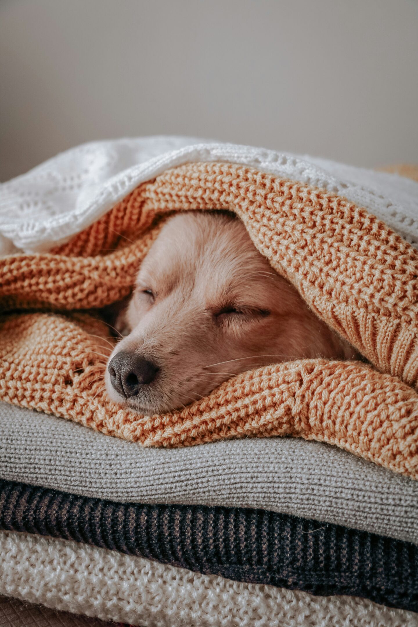 Small dog sleeping peacefully under a stack of knitted blankets.
