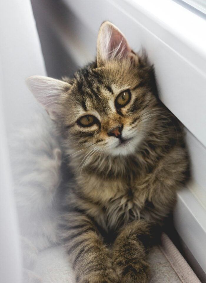 A cute fluffy brown and grey tabby boy kitten sits by a window, gazing gently at the camera with soft, warm eyes and its paws tucked close.