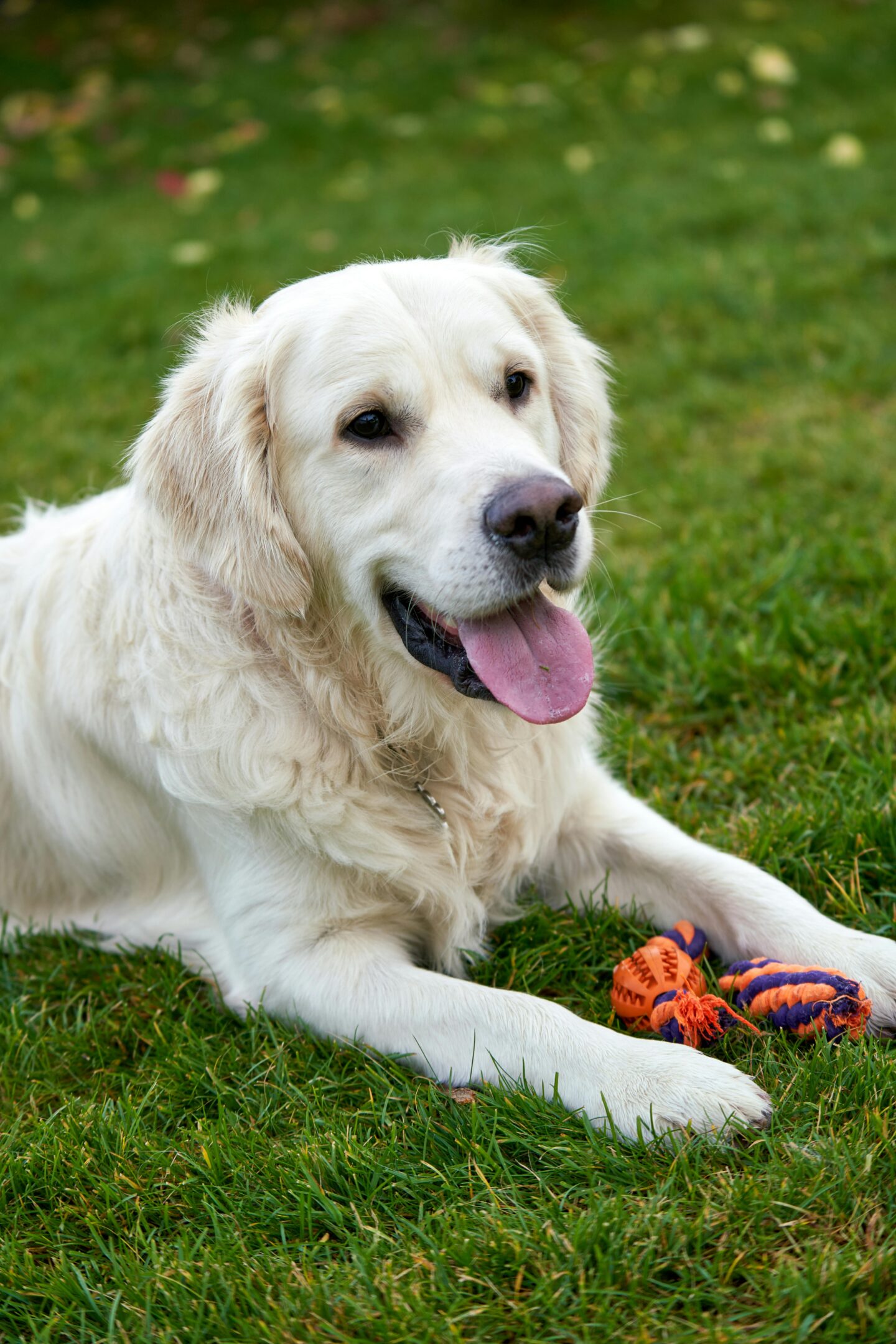 A golden retriever lying on green grass with its tongue out, next to an orange and purple rope toy.