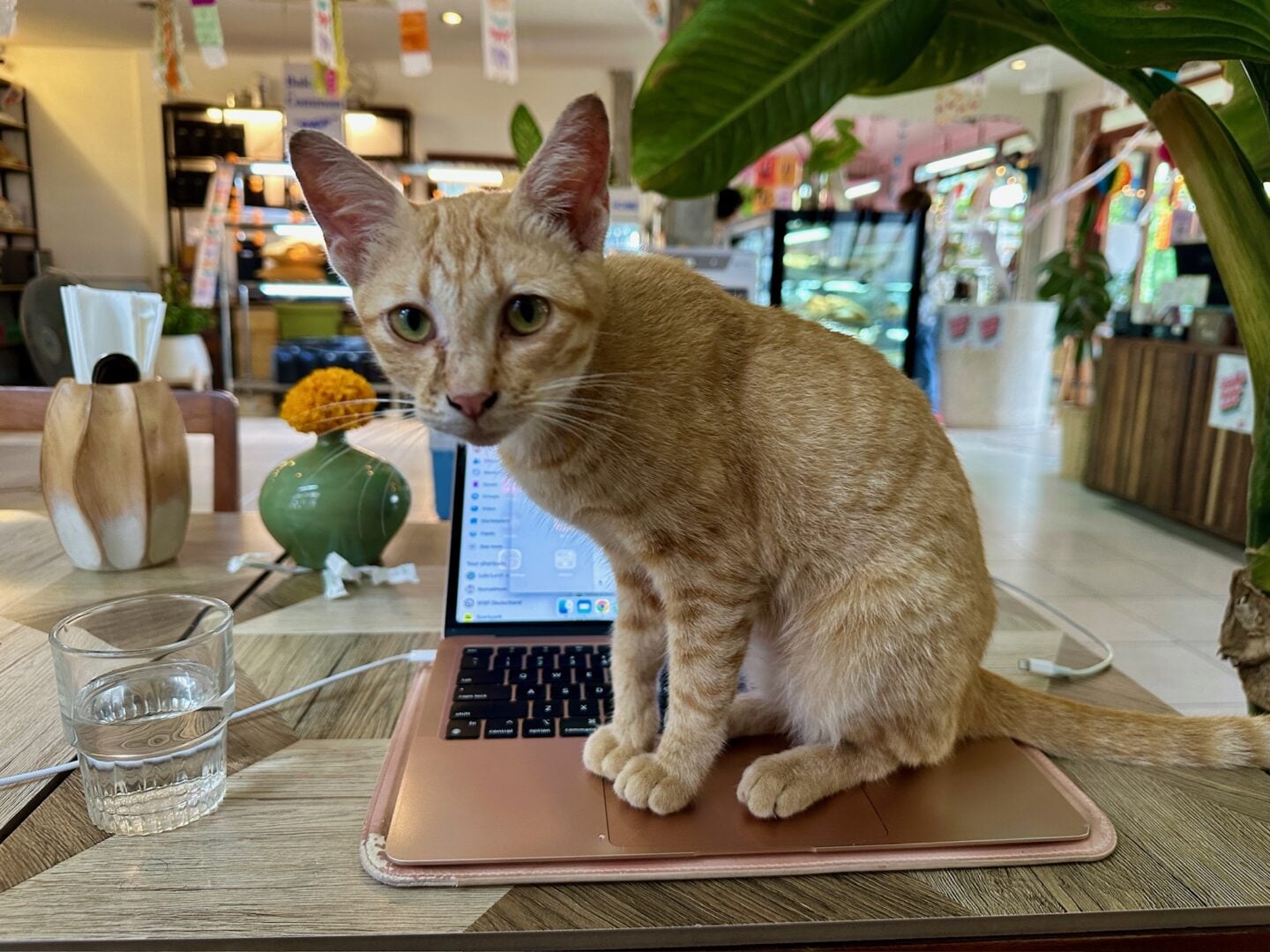 Ginger cat sitting on a laptop keyboard inside a café, with plants, glass displays, and drinks visible in the background.