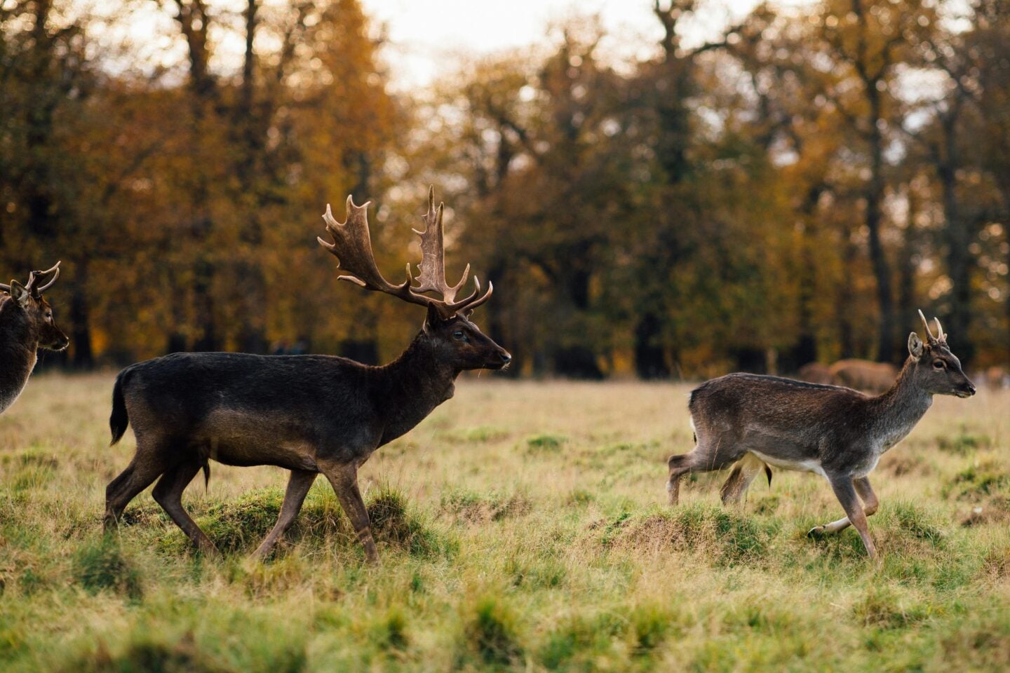 Two deer walking through tall grass in Richmond Park during autumn, with golden trees in the background and a stag displaying large antlers leading the way.