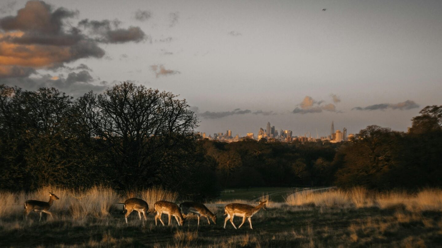 Deer grazing in Richmond Park with the London skyline in the background, a peaceful winter nature activity in London.