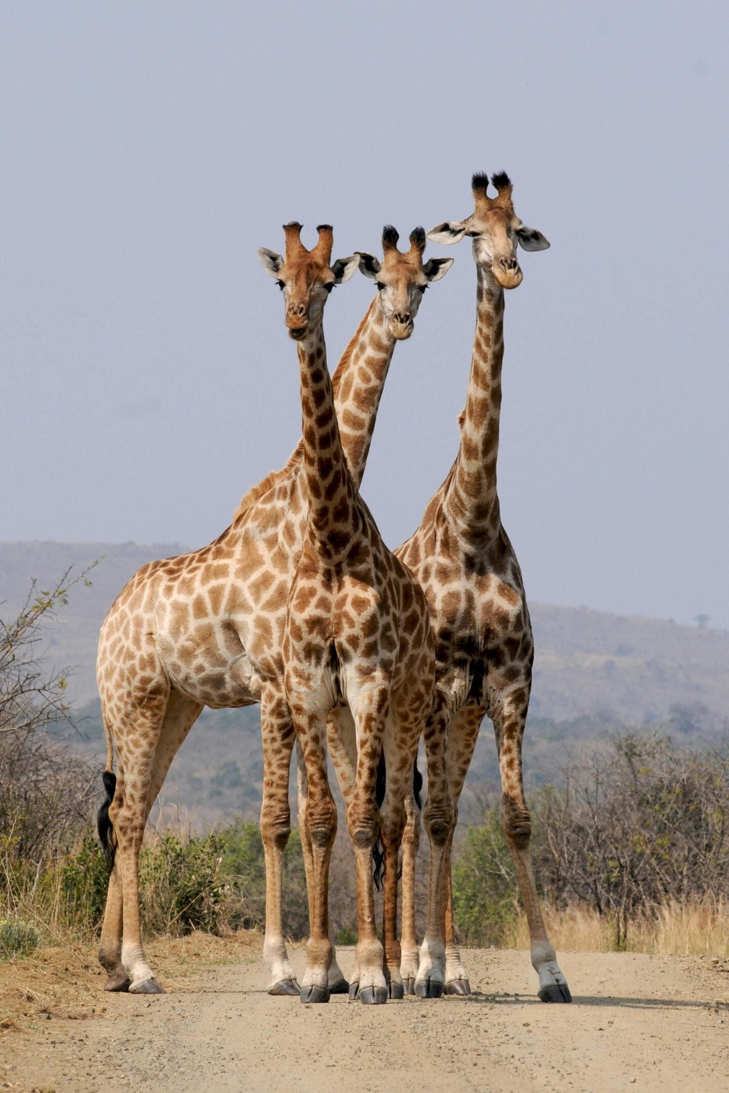 Three giraffes standing closely together on a dirt road in a wildlife reserve during a safari.