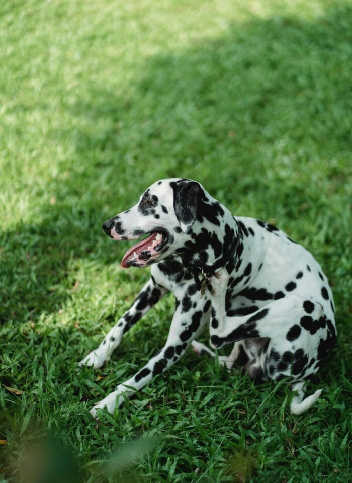 The Best Dog Skin Care Products For Sensitive Pups 
