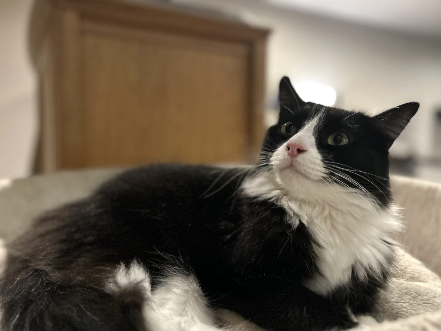 Black and white cat resting indoors at a London’s cat café.