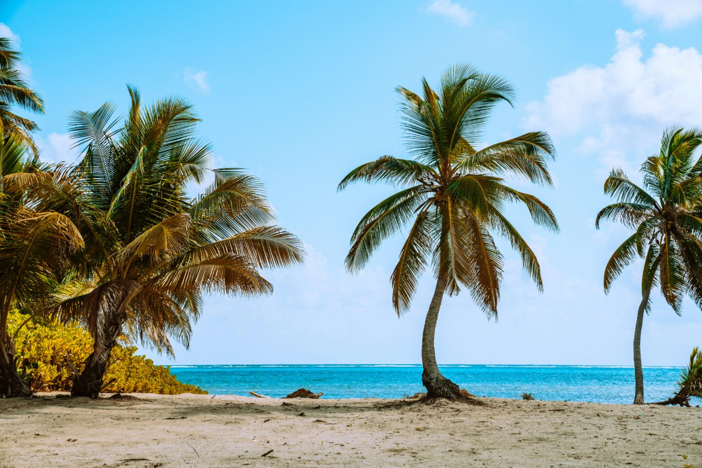 Palm trees on a sandy beach along the turquoise coast of Ambergris Caye, Belize