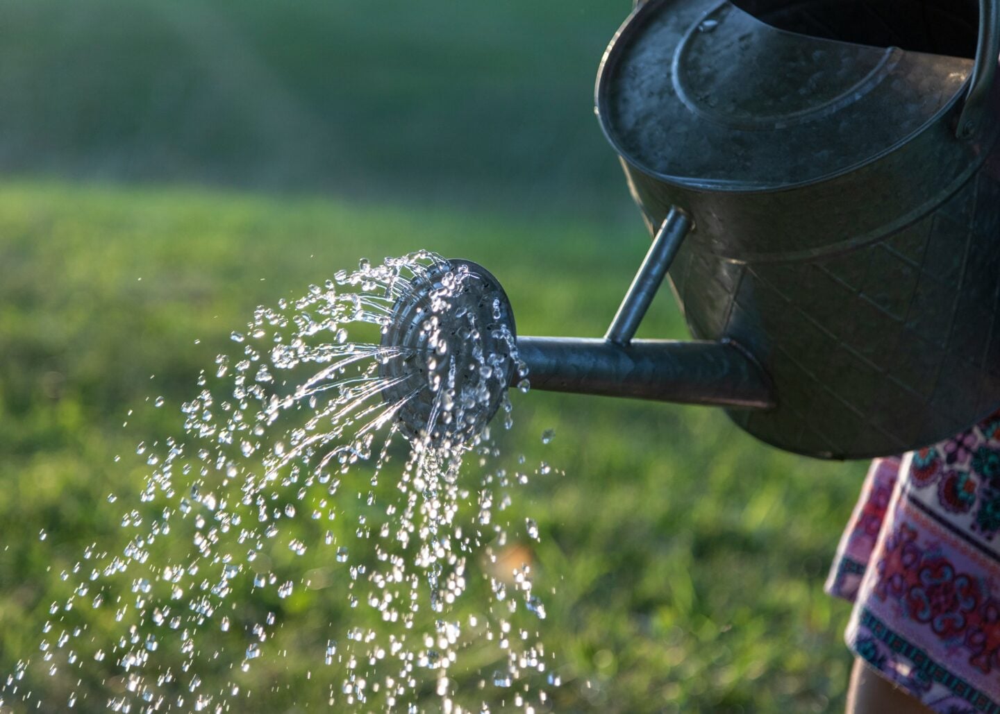 Watering can pouring water onto grass in a garden