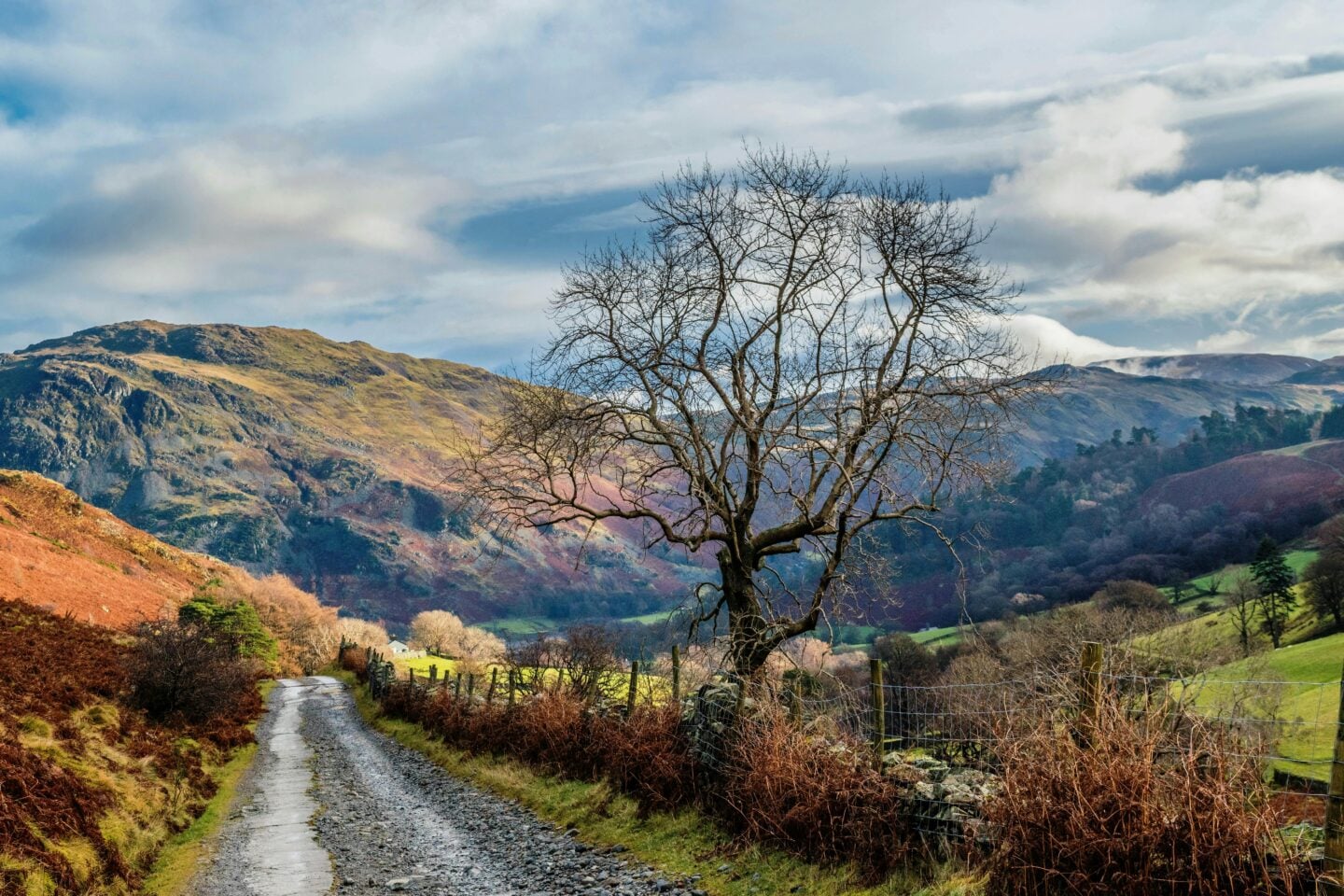 Narrow country lane winding through the hills of Cumbria, England, with a bare tree, stone walls, and mountains in the distance.