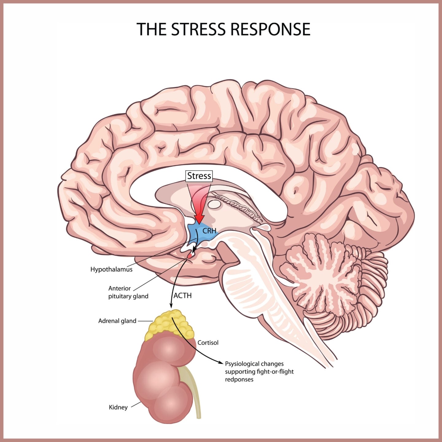 Illustrated diagram of the brain and adrenal glands showing the stress response pathway, including the hypothalamus, pituitary gland, adrenal gland, and the release of cortisol supporting fight-or-flight responses.
