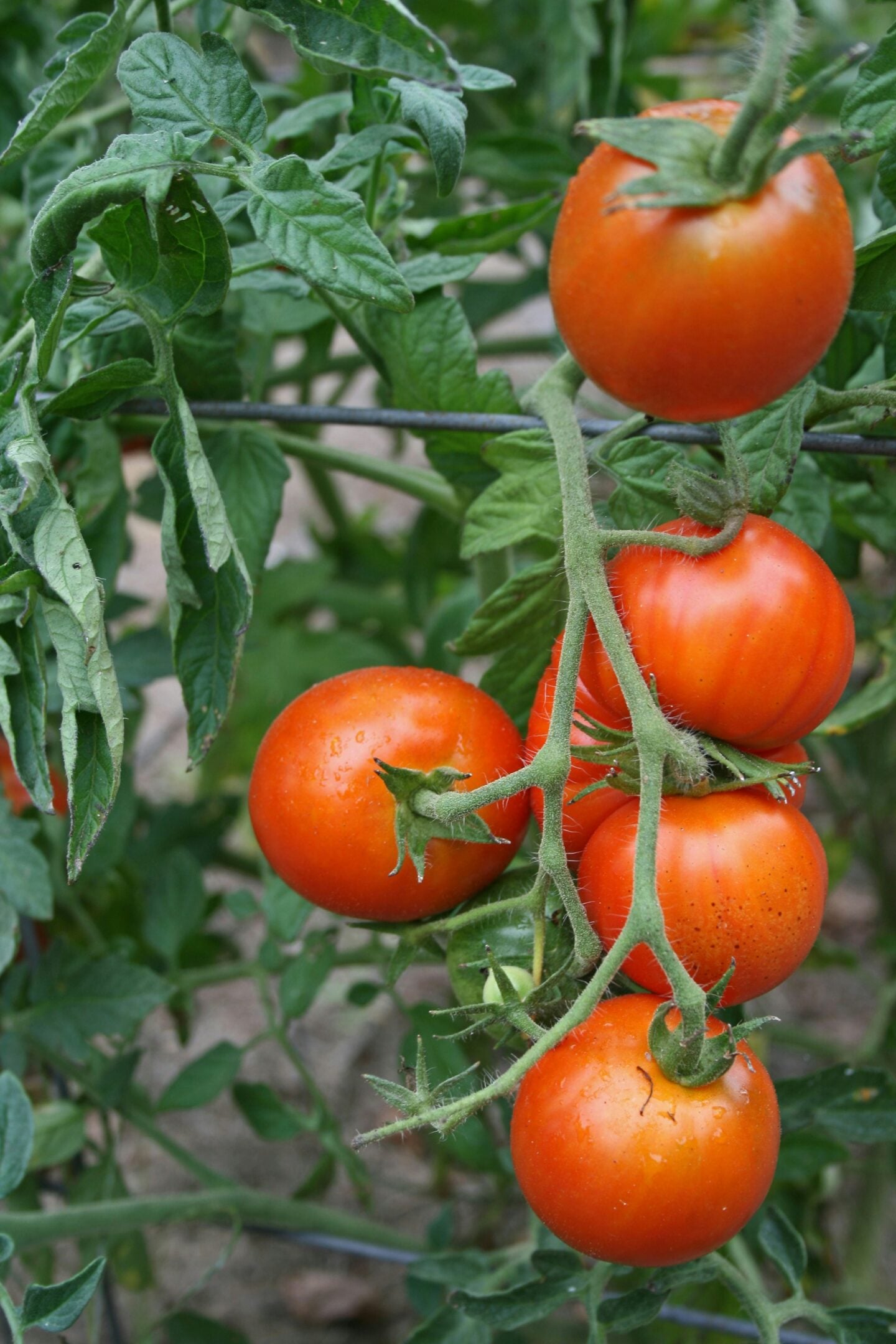 Ripe red tomatoes growing on the vine in a garden