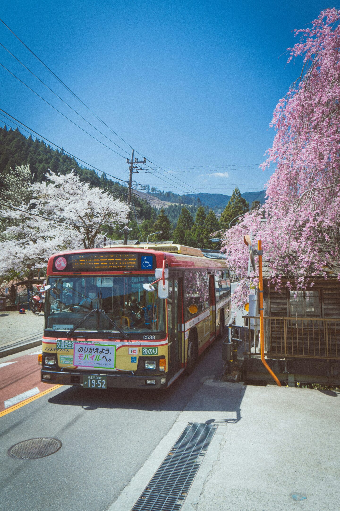 Local bus driving through a quiet street lined with cherry blossom trees in spring, with mountains in the background.