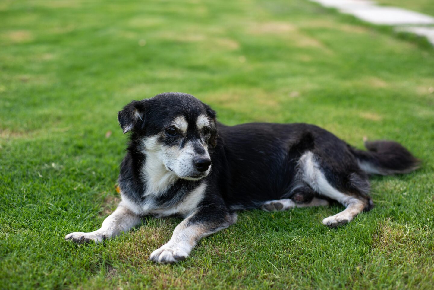 Elderly dog resting on green lawn outdoors.