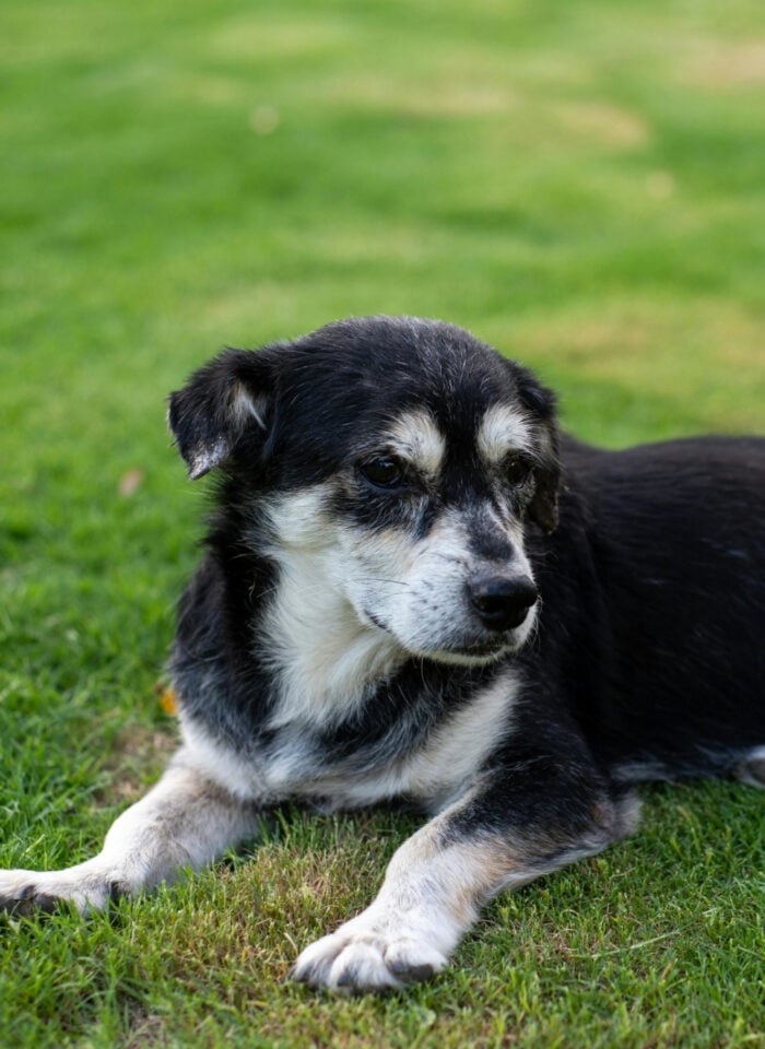 Elderly dog resting on green lawn outdoors.