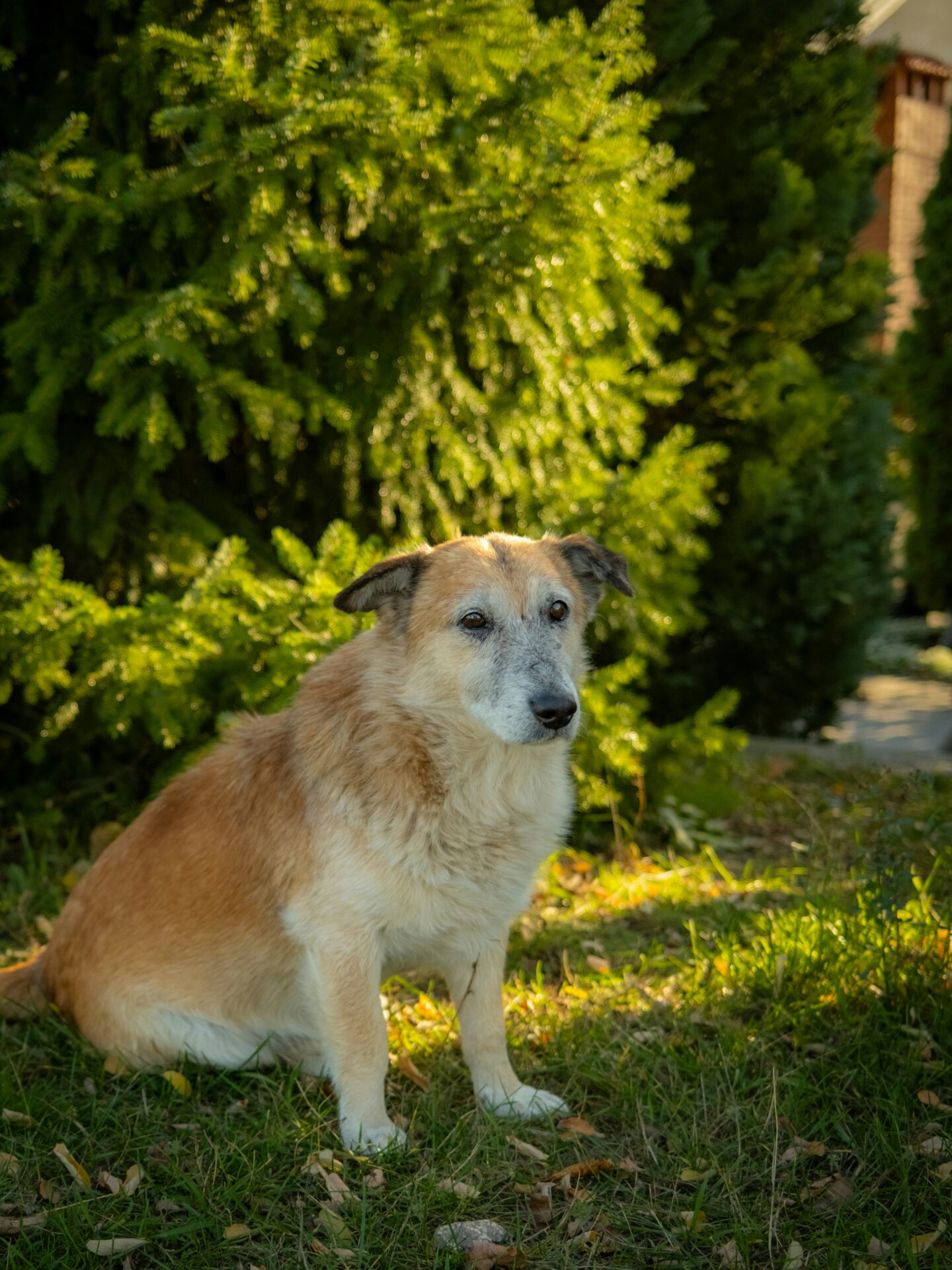 Senior mixed-breed dog sitting on grass in a garden, surrounded by green shrubs in warm sunlight.