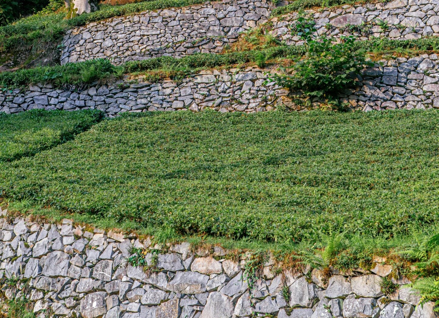 Tiered stone retaining wall with dense green ground cover, creating a natural terraced landscape on a sloped yard.