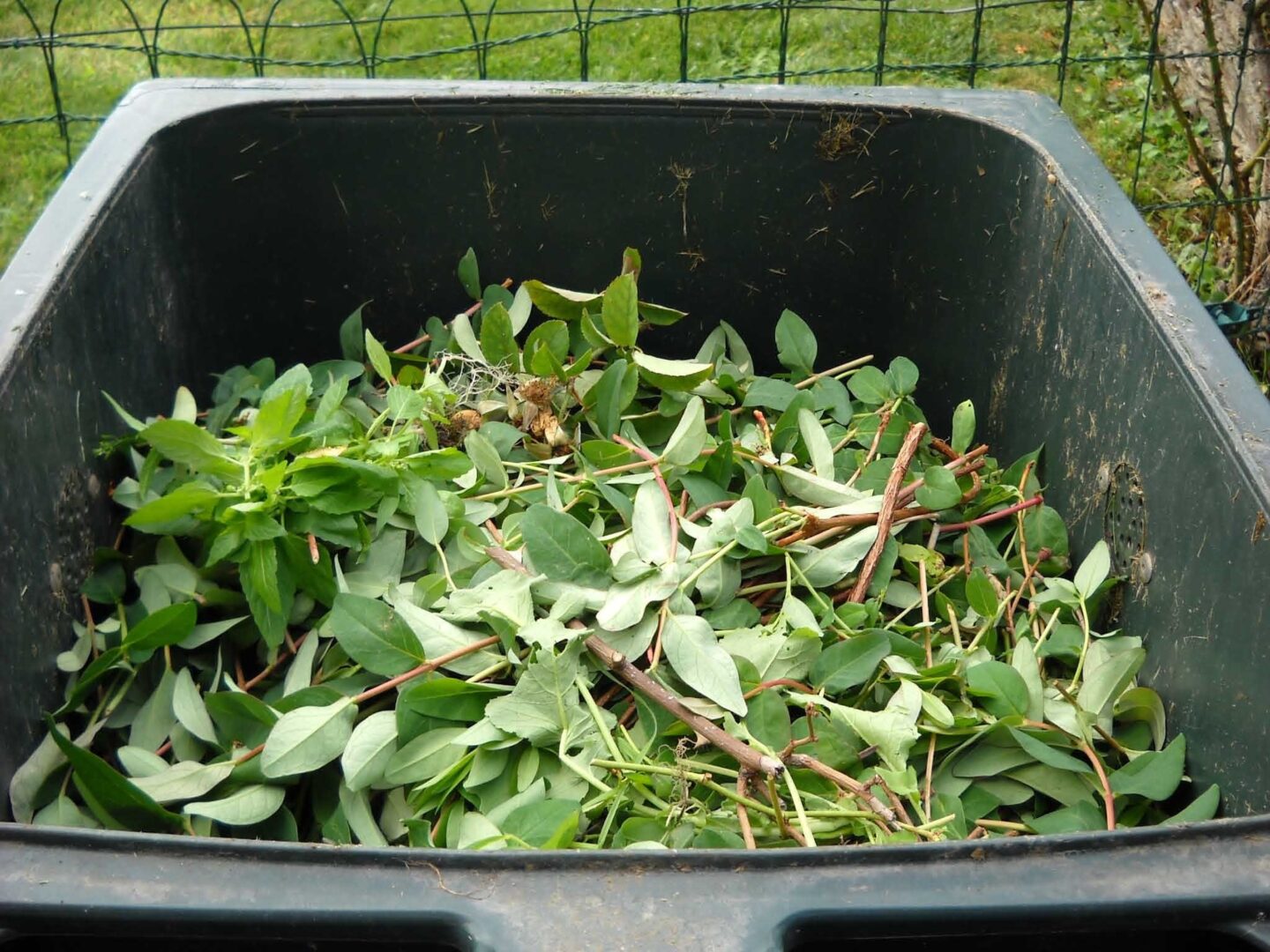Wheelbarrow filled with freshly cut garden branches and green leaves ready for yard waste disposal.