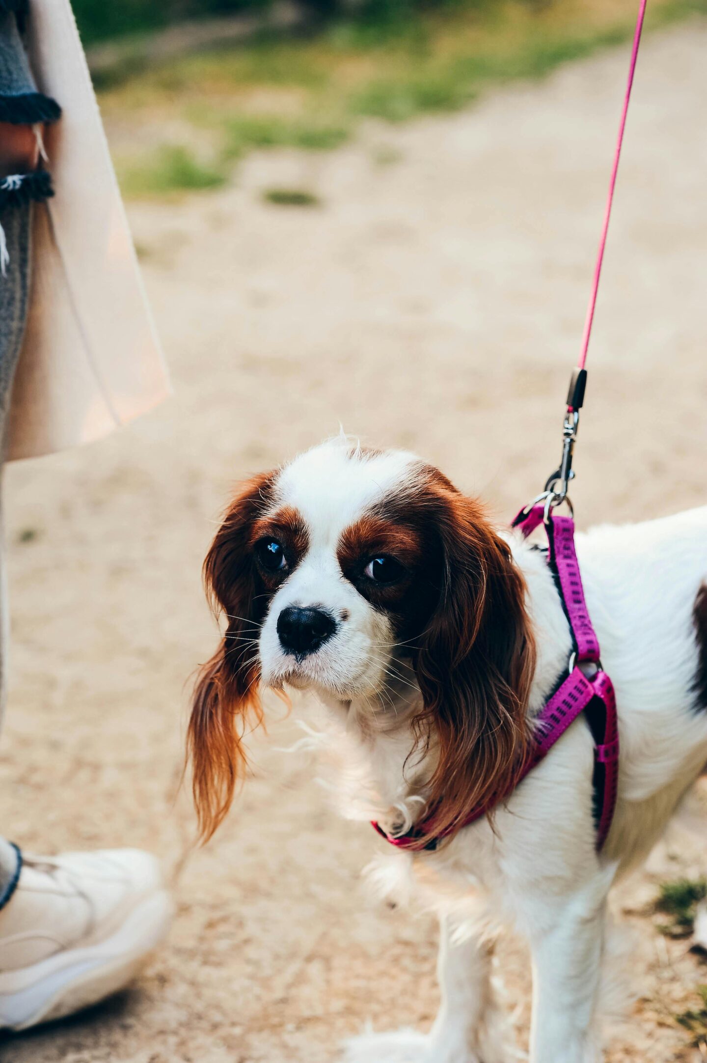 Small Cavalier King Charles Spaniel dog wearing a pink harness and leash during a walk outdoors.
