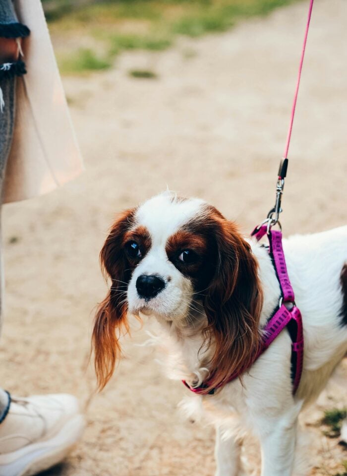 Small Cavalier King Charles Spaniel dog wearing a pink harness and leash during a walk outdoors.