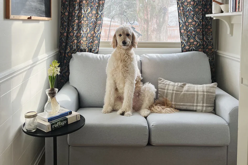 A dog sitting on a loveseat.