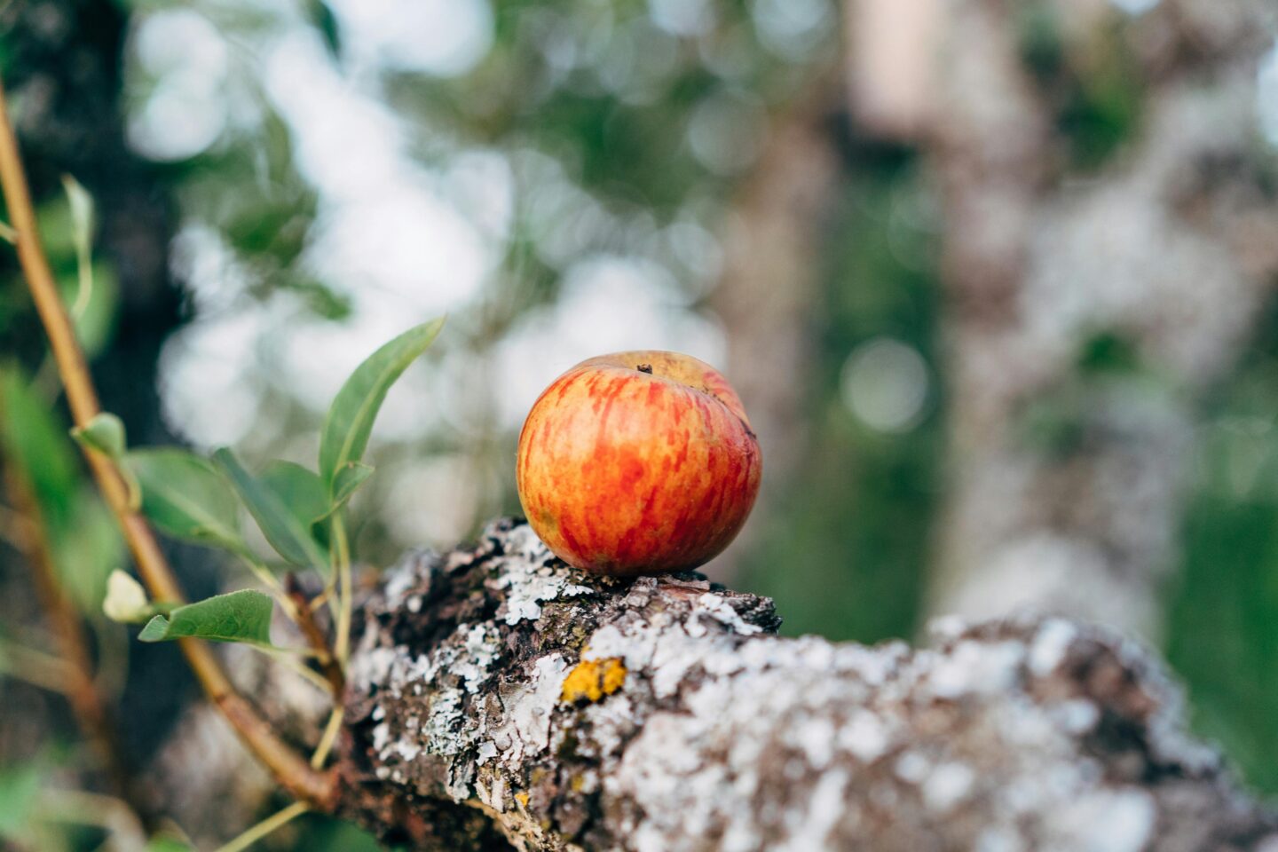 Fresh apple resting on a tree branch in a forest, simple and lightweight snack idea.