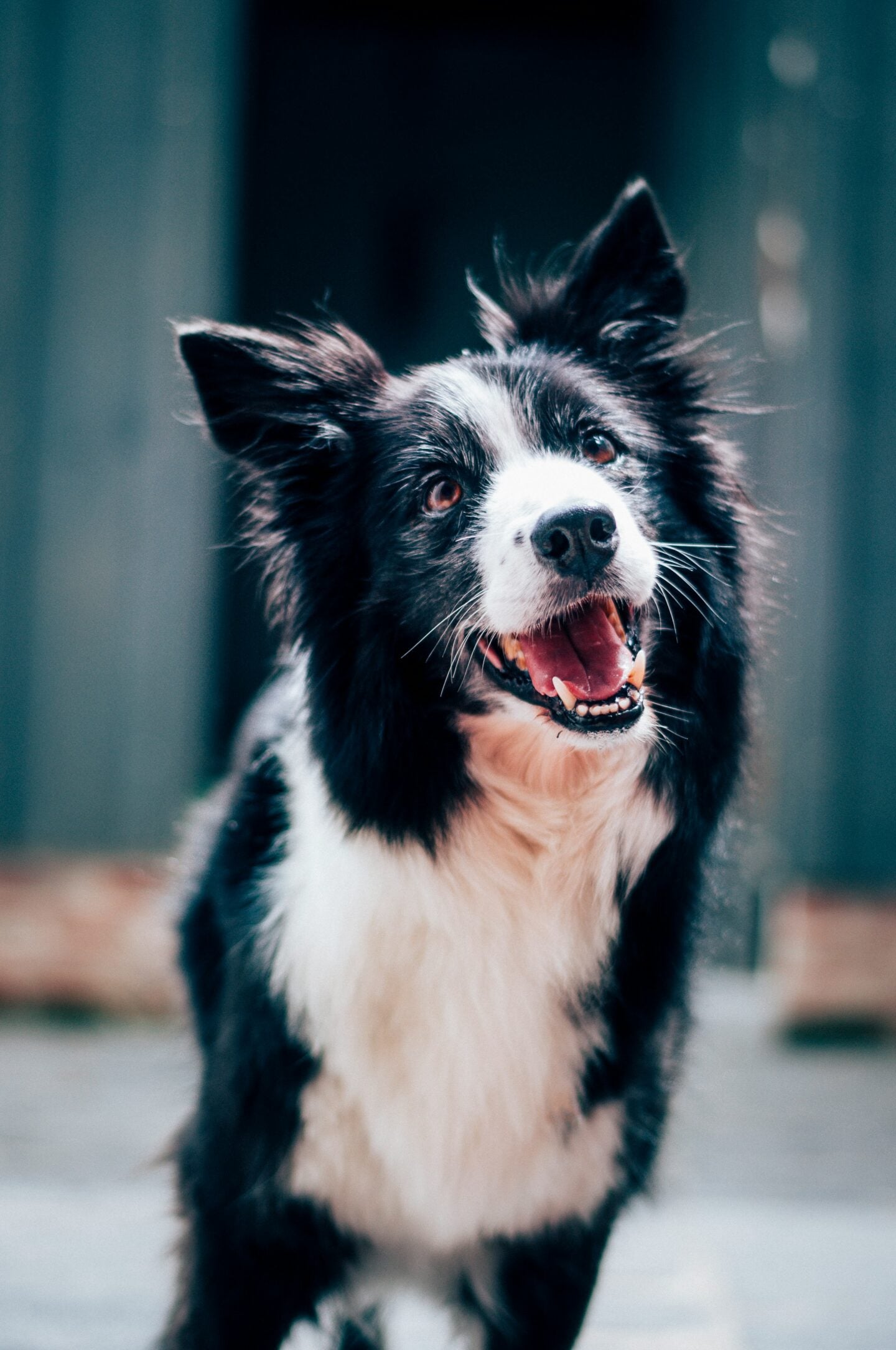 Black and white dog with a fluffy coat, likely a Border Collie, looking up with its mouth open and tongue visible, standing outdoors against a softly blurred background.