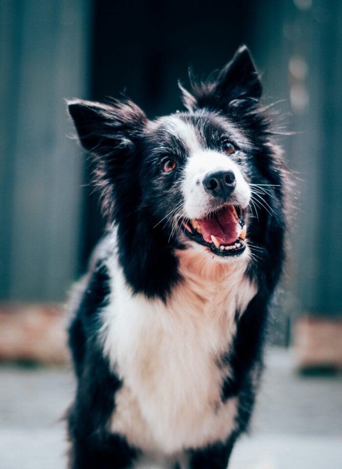 Black and white dog with a fluffy coat, likely a Border Collie, looking up with its mouth open and tongue visible, standing outdoors against a softly blurred background.