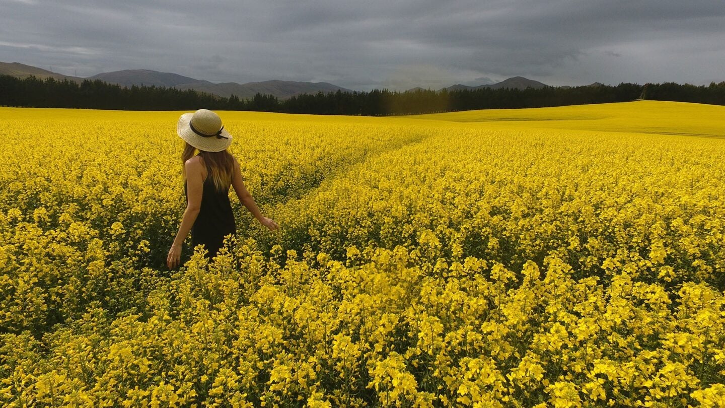 Woman wearing a straw hat and black dress walking through a vast field of bright yellow flowers, with rolling hills, a line of trees, and a cloudy sky in the distance.