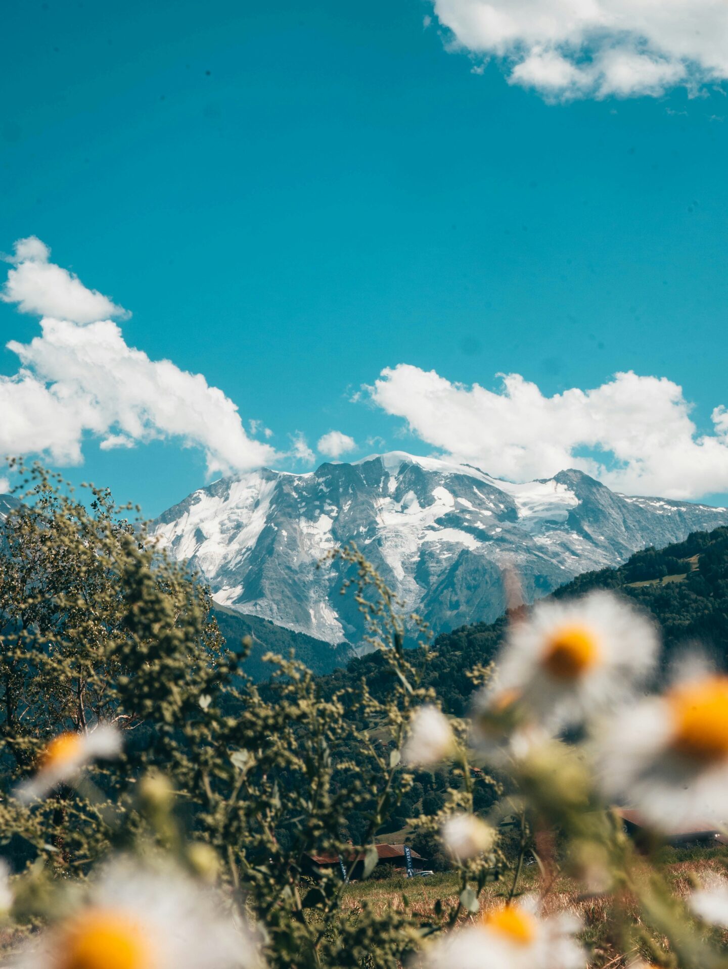 Mont Blanc, France/Italy: View of Mont Blanc towering above alpine meadows, with wildflowers in the foreground and a bright blue summer sky overhead.
