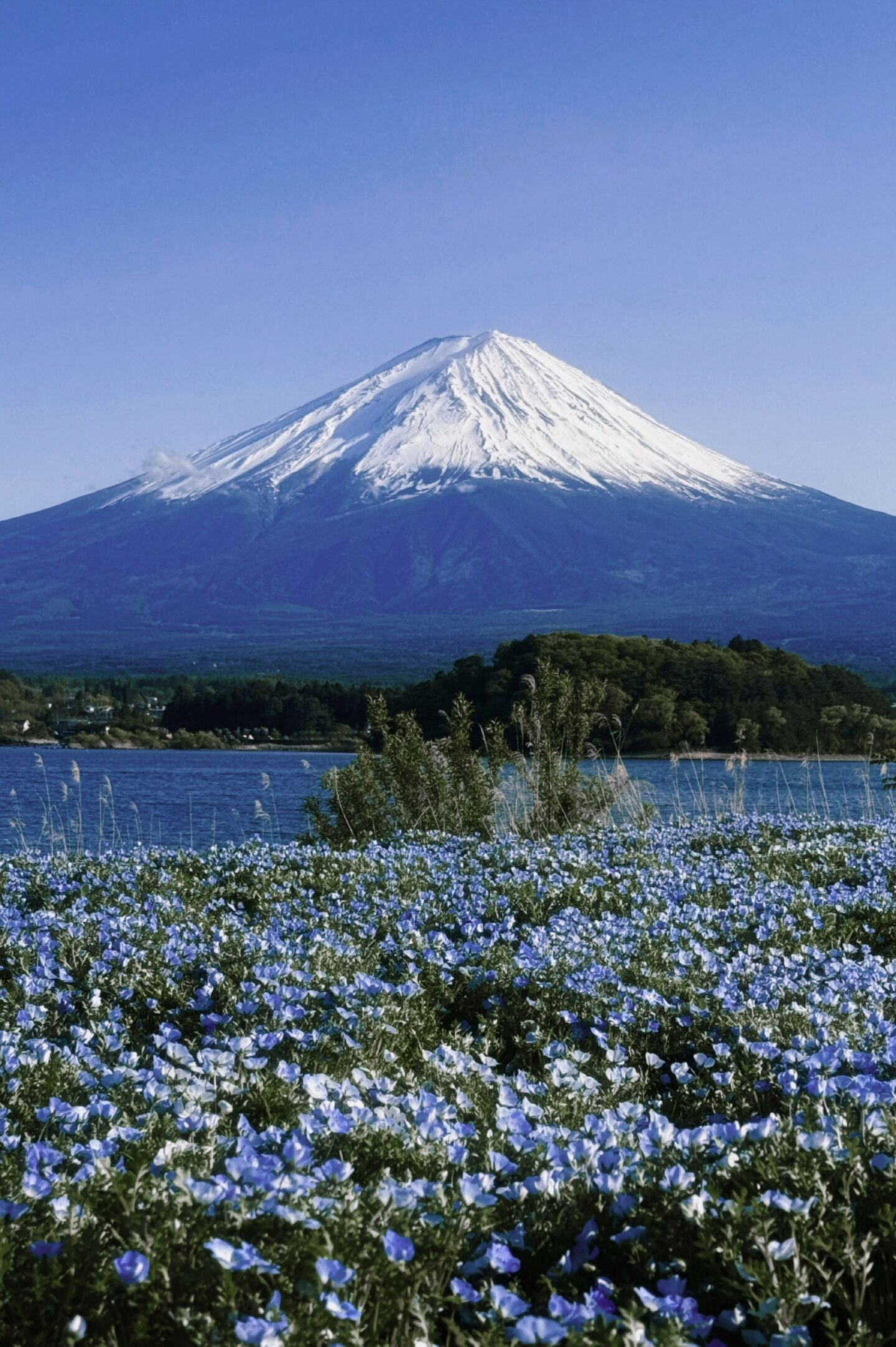 Scenic view of Mount Fuji with a field of blue flowers in the foreground during springtime.