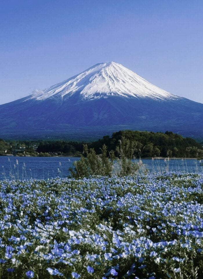 Scenic view of Mount Fuji with a field of blue flowers in the foreground during springtime.