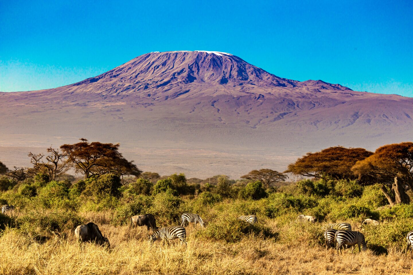 Kilimanjaro with no clouds in the African winter from Amboseli national park – Kenia with zebras and giraffes.