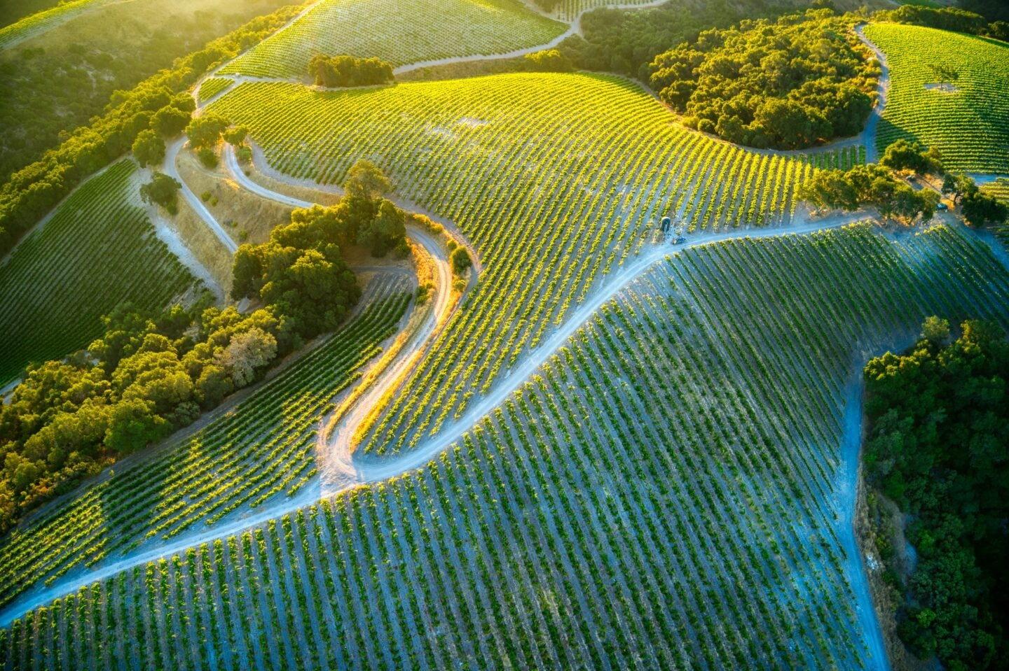 Aerial view of vineyards and winding country roads across the wine-growing landscape of Paso Robles, California, USA.
