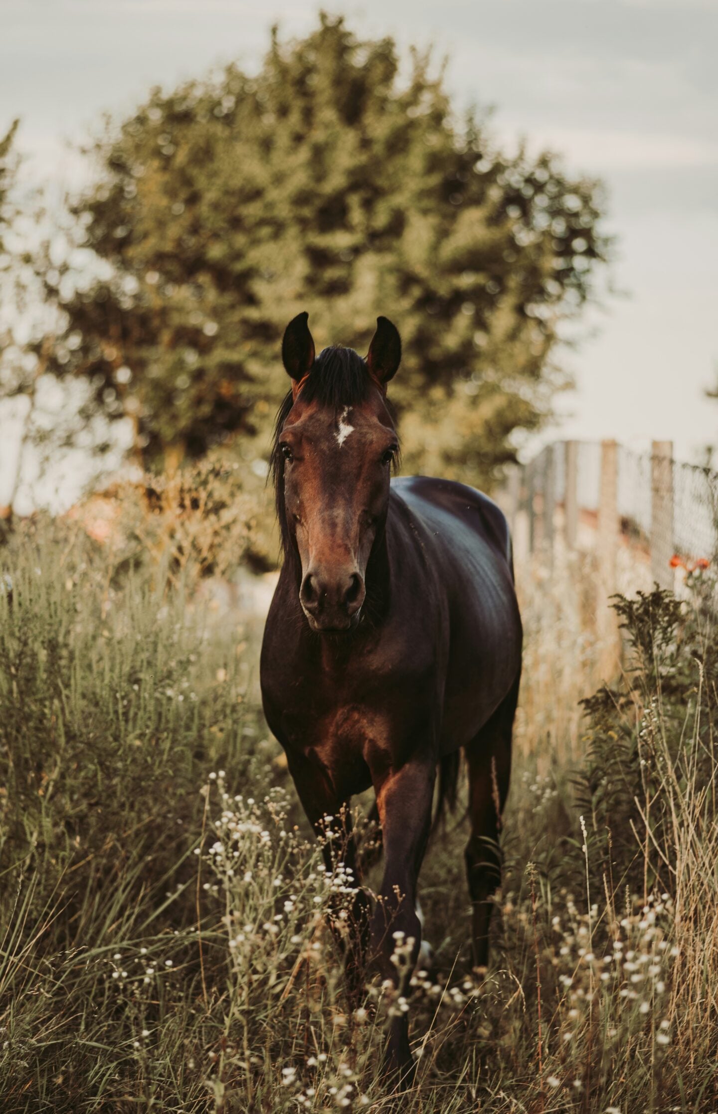 A dark brown horse with a small white star on its forehead walks through tall grass and wildflowers in a fenced pasture, with a large tree softly blurred in the background under warm evening light.