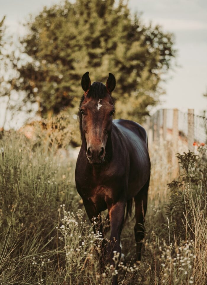 A dark brown horse with a small white star on its forehead walks through tall grass and wildflowers in a fenced pasture, with a large tree softly blurred in the background under warm evening light.
