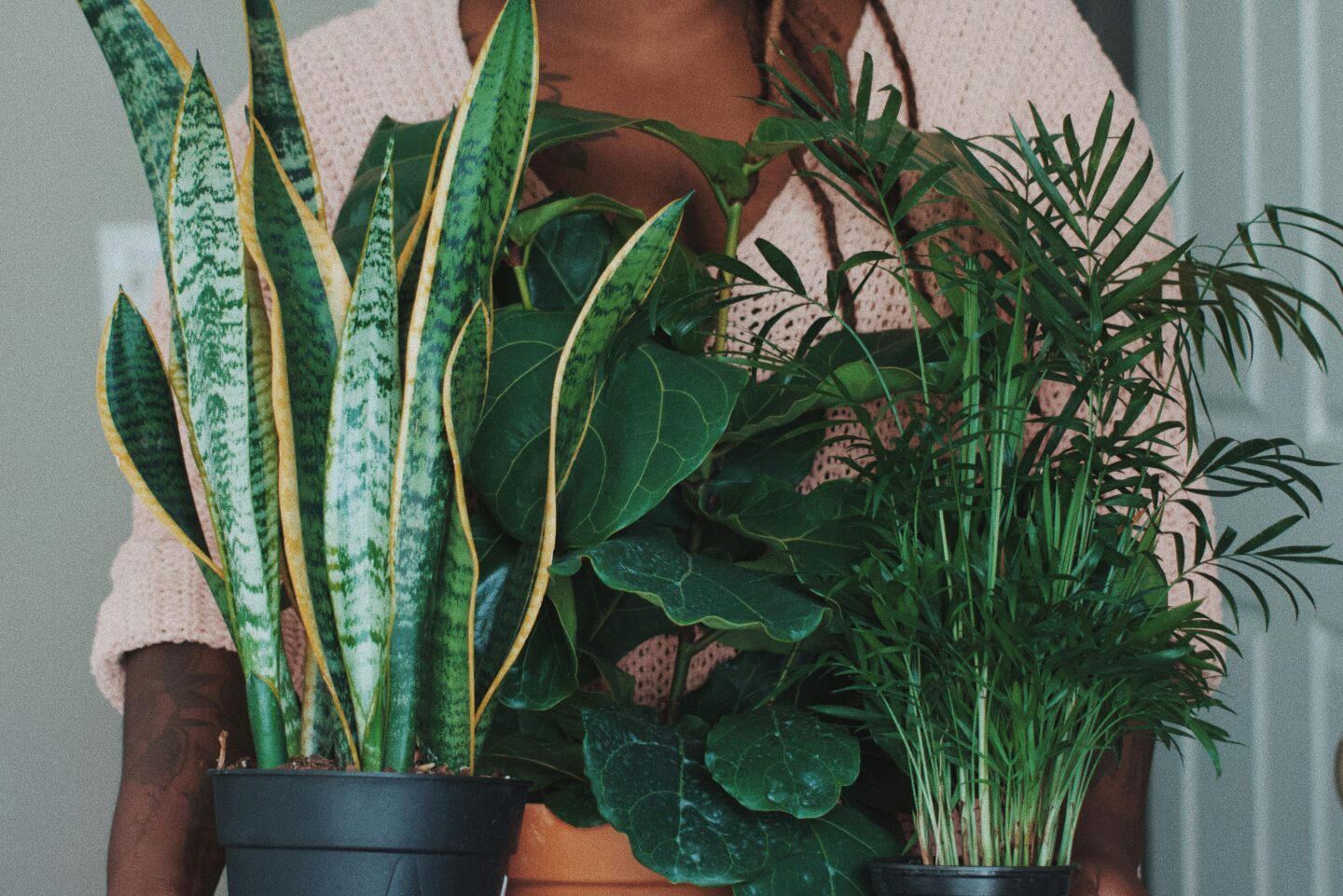 Person holding several indoor houseplants, including a snake plant, fiddle leaf fig, and parlor palm.