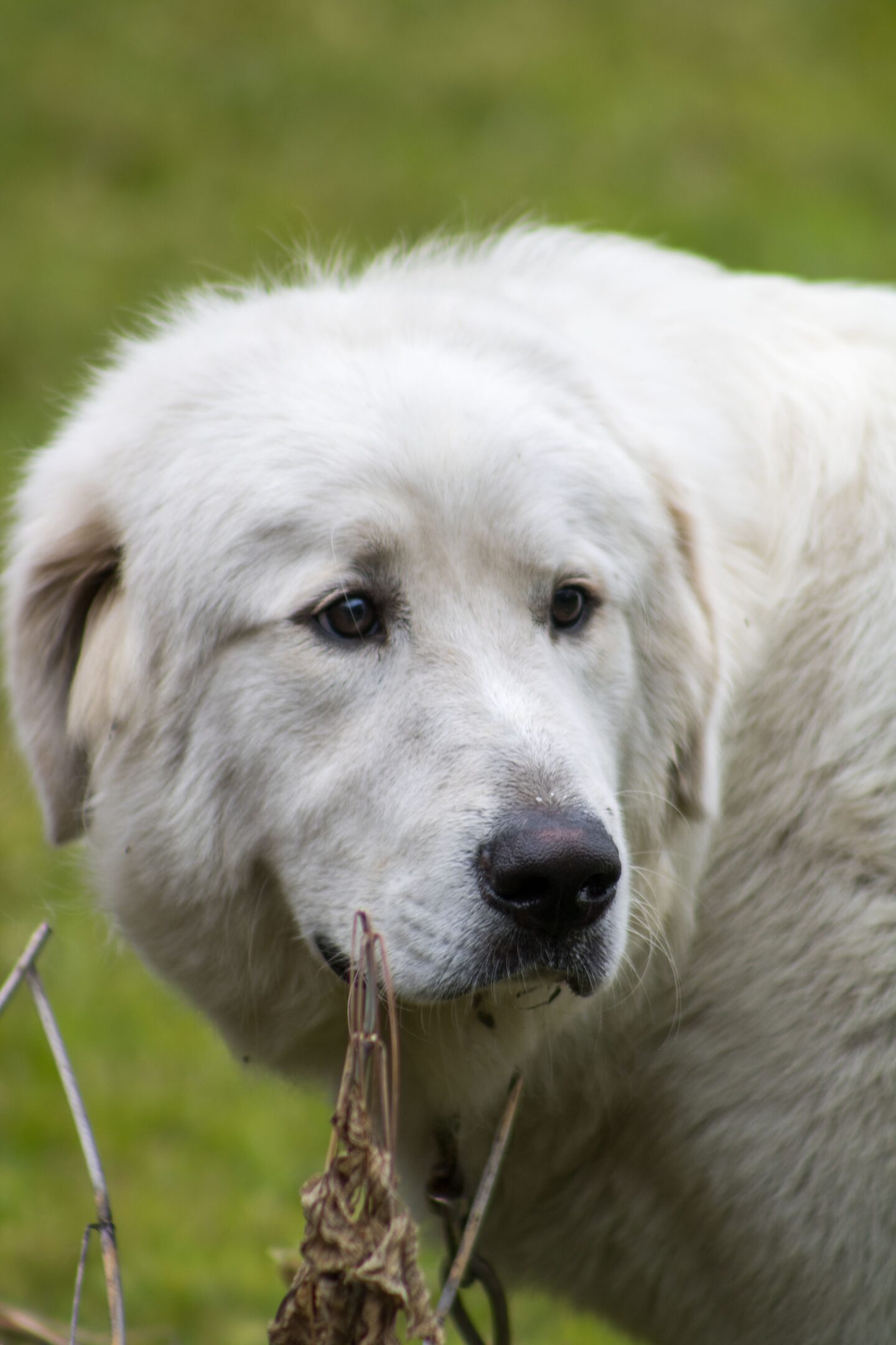 White large-breed dog standing outdoors on green grass, looking to the side with a calm expression.