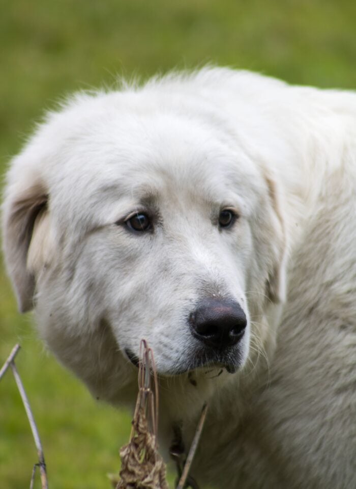 White large-breed dog standing outdoors on green grass, looking to the side with a calm expression.