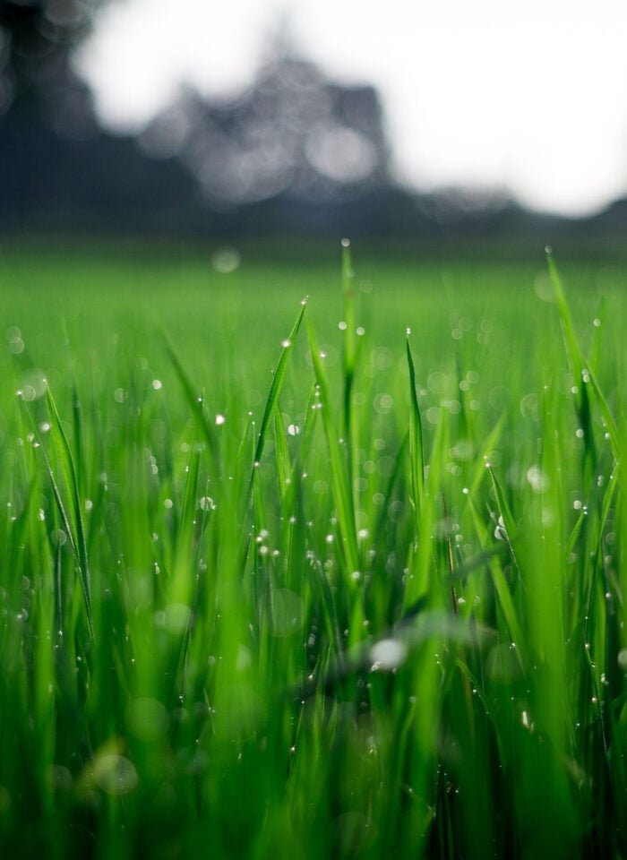 Close-up of vibrant green grass blades covered in sparkling dew, with trees blurred in the background.