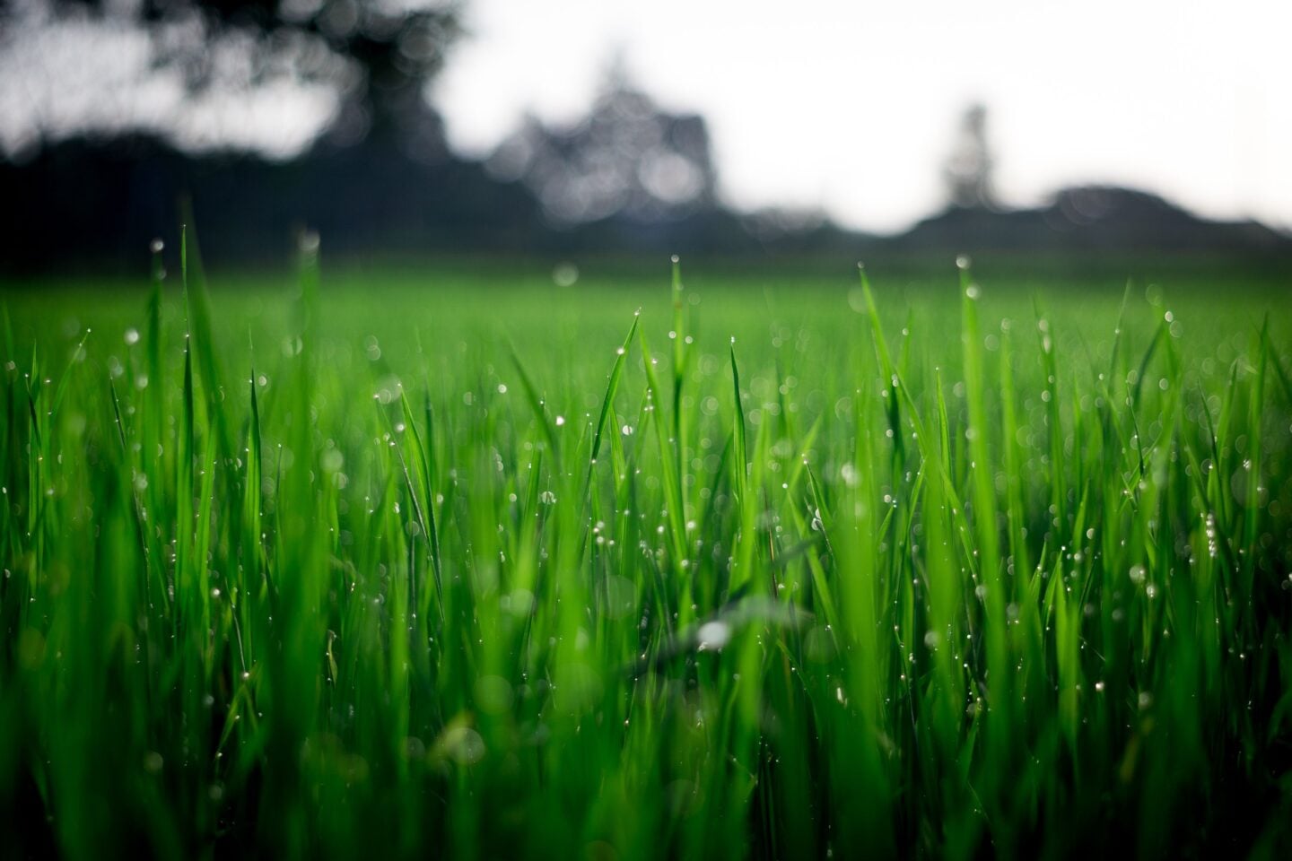 Close-up of vibrant green grass blades covered in sparkling dew, with trees blurred in the background.