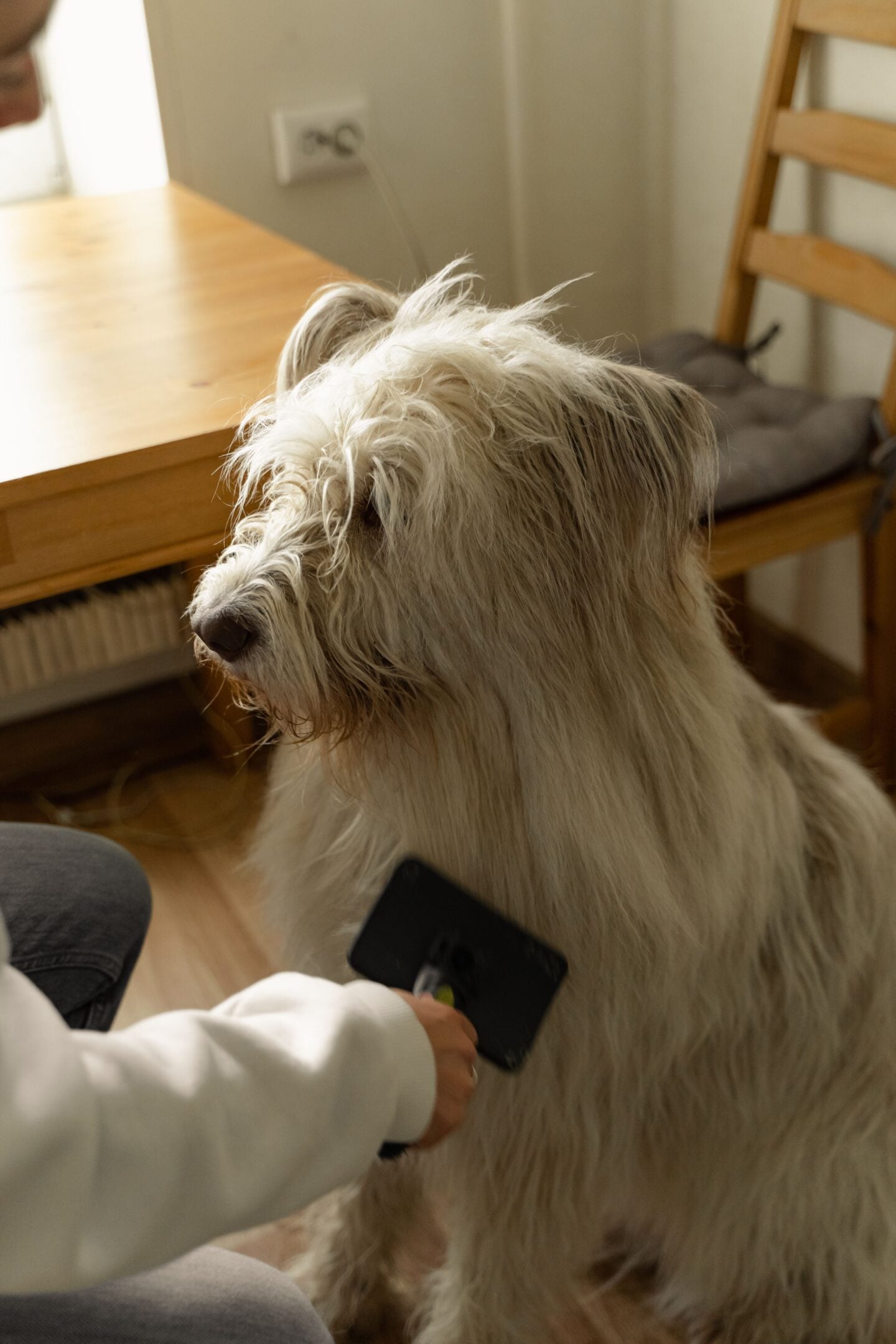 A large, shaggy dog with long, thick, cream-colored fur sits calmly indoors while being groomed at home. A person wearing a white sweatshirt gently brushes the dog's coat with a black grooming brush, removing loose hair and helping to keep its fur smooth and tangle-free. The dog has a long, scruffy muzzle, a dark nose, and tousled fur partially covering its eyes. The grooming session takes place in a cozy home dining area with wooden flooring, a light wooden table, and a matching chair in the background.