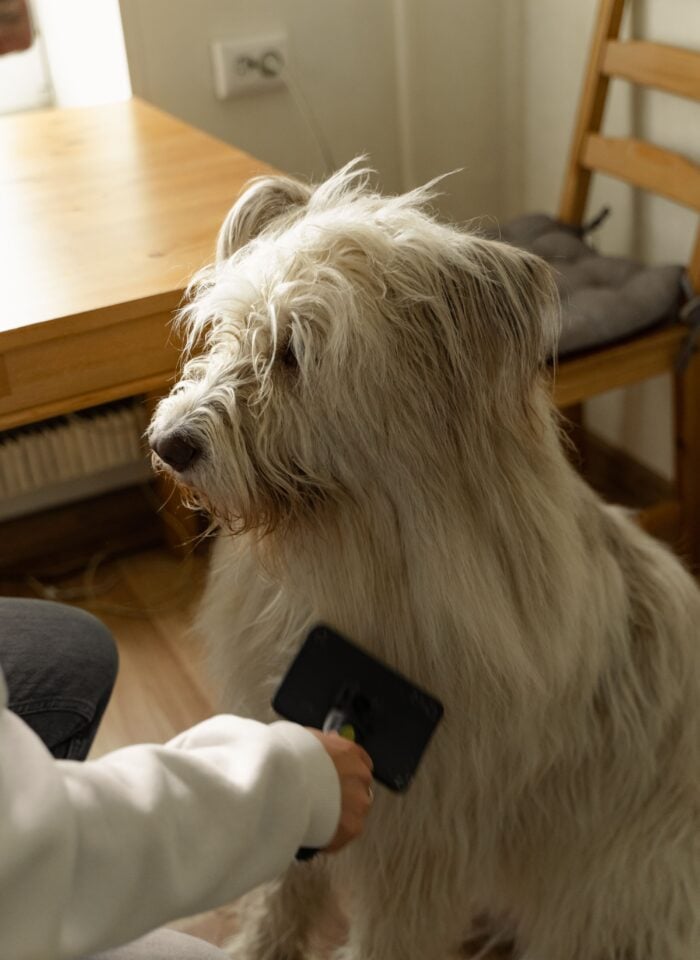 A large, shaggy dog with long, thick, cream-colored fur sits calmly indoors while being groomed at home. A person wearing a white sweatshirt gently brushes the dog's coat with a black grooming brush, removing loose hair and helping to keep its fur smooth and tangle-free. The dog has a long, scruffy muzzle, a dark nose, and tousled fur partially covering its eyes. The grooming session takes place in a cozy home dining area with wooden flooring, a light wooden table, and a matching chair in the background.
